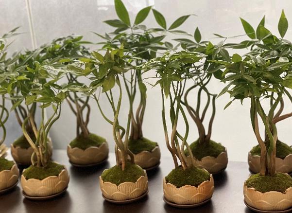 国微|微电子|芯片 国微|微电子|芯片